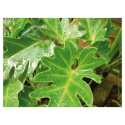 Philodendron Xanadu enano (Únicamente para retiro en tienda)