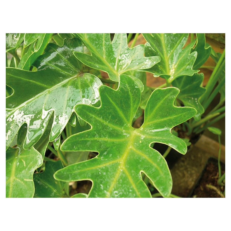 Philodendron Xanadu enano (Únicamente para retiro en tienda)