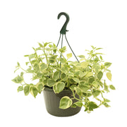 Peperonia canasta (Únicamente para retiro en tienda)