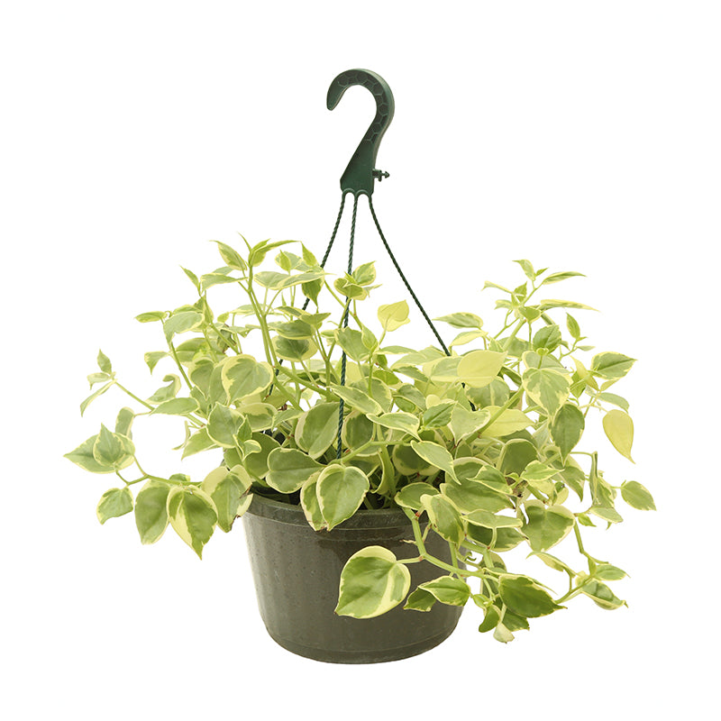 Peperonia canasta (Únicamente para retiro en tienda)