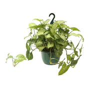 Garrobo basket (In-store pickup only)