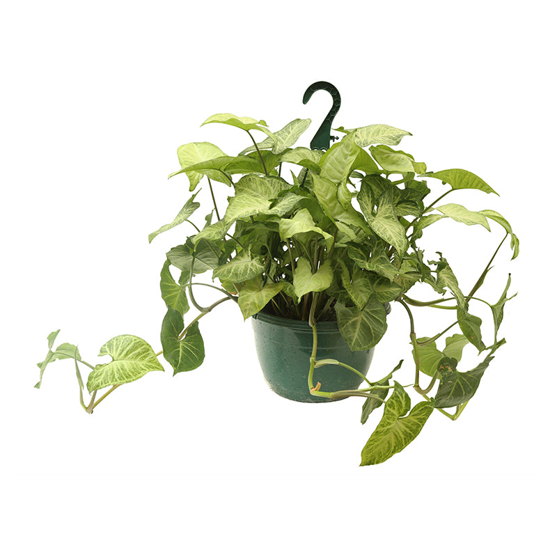 Garrobo basket (In-store pickup only)