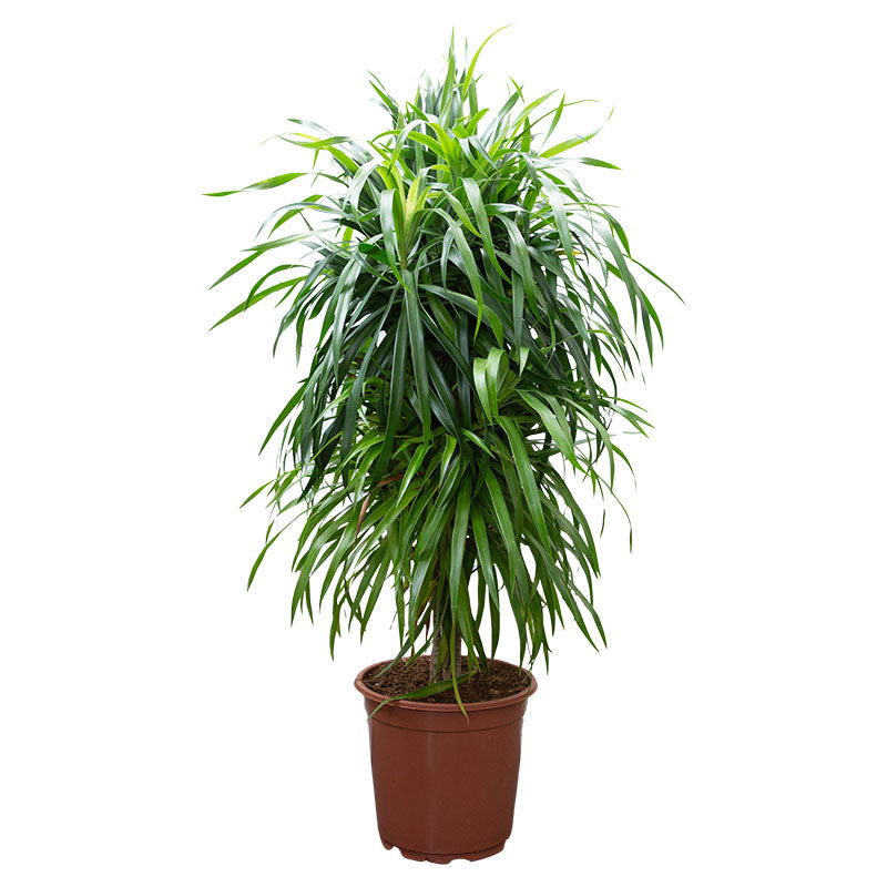 Dracaena set 12" (Únicamente para retiro en tienda)
