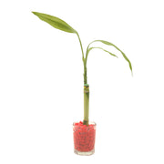 Lucky bamboo arrangement 1 stalk (In-store pickup only)
