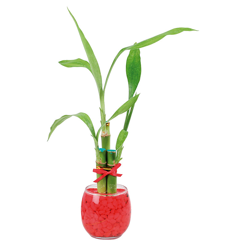 Arreglo Lucky bambú 3 tallos (Únicamente para retiro en tienda)