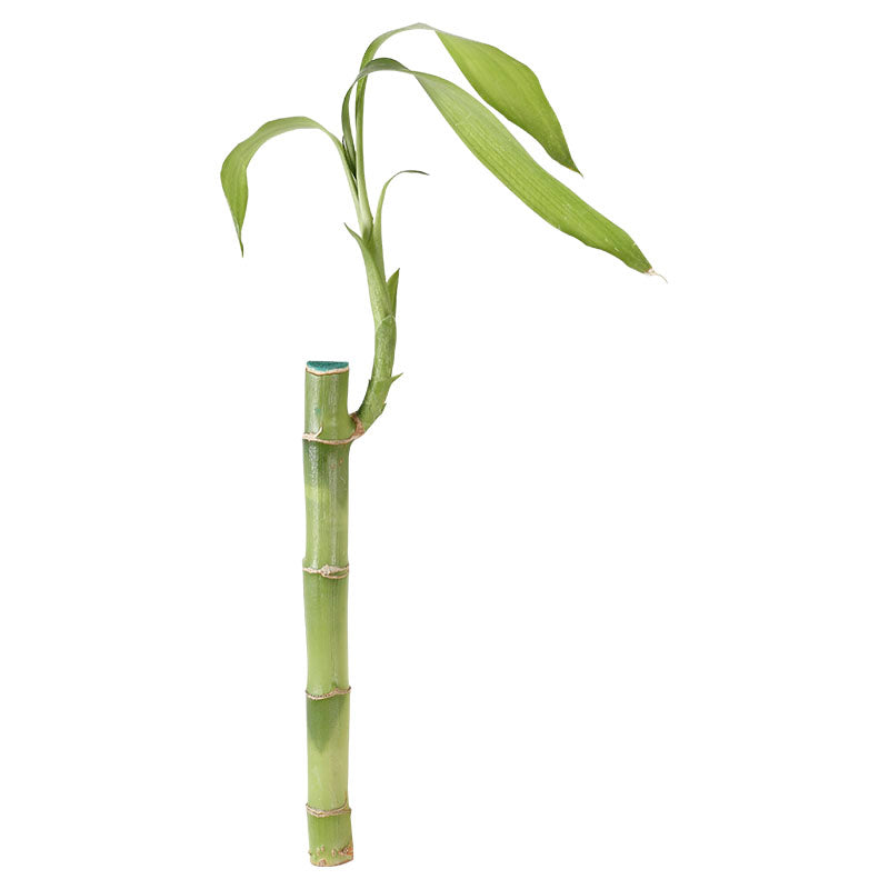 Lucky bambú 17 cm (Únicamente para retiro en tienda)