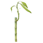 Lucky Bamboo 27 cm (In-store pickup only)