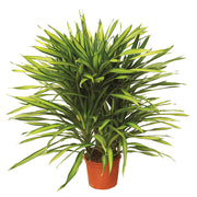 Dracaena Ricky 24" (In-store pickup only)