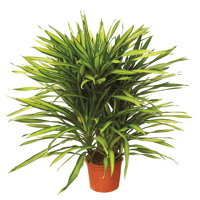 Dracaena Ricky 24" (Únicamente para retiro en tienda)