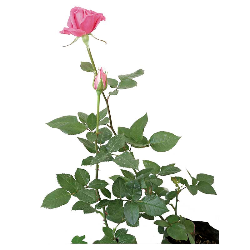 Rosa injertada (Únicamente para retiro en tienda)