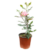 Rosa madre maceta (Únicamente para retiro en tienda)