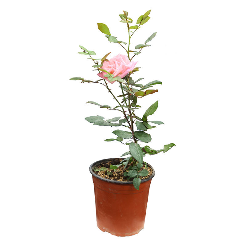 Rosa madre maceta (Únicamente para retiro en tienda)