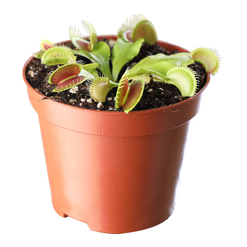 Planta carnívora Venus Atrapamoscas (Únicamente para retiro en tienda)
