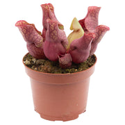 Carnivorous Plant Sarracenea Purpurea (In-store pickup only)