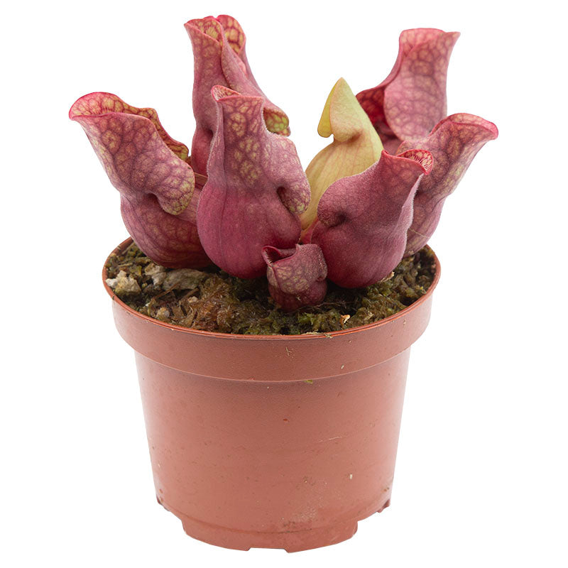 Carnivorous Plant Sarracenea Purpurea (In-store pickup only)