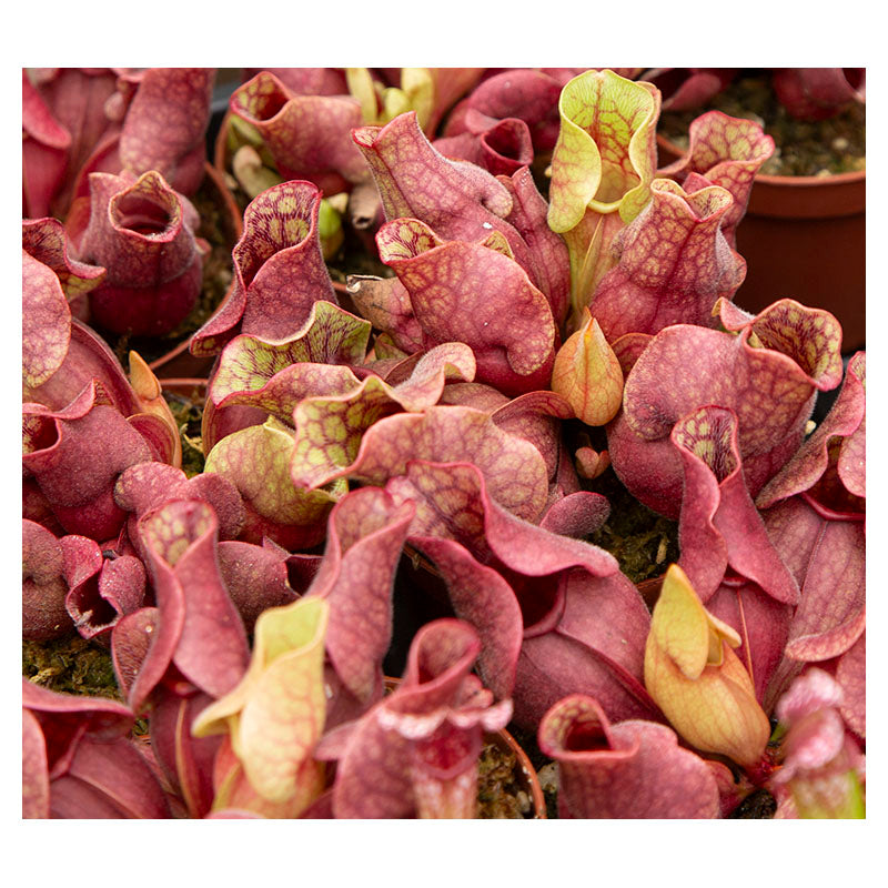 Planta carnívora Sarracenea Purpurea (Únicamente para retiro en tienda)