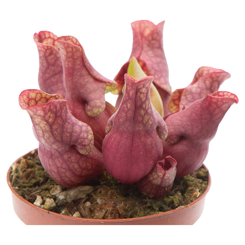 Carnivorous Plant Sarracenea Purpurea (In-store pickup only)