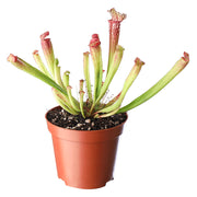Planta carnívora Sarracenia Leucophylla (Únicamente para retiro en tienda)