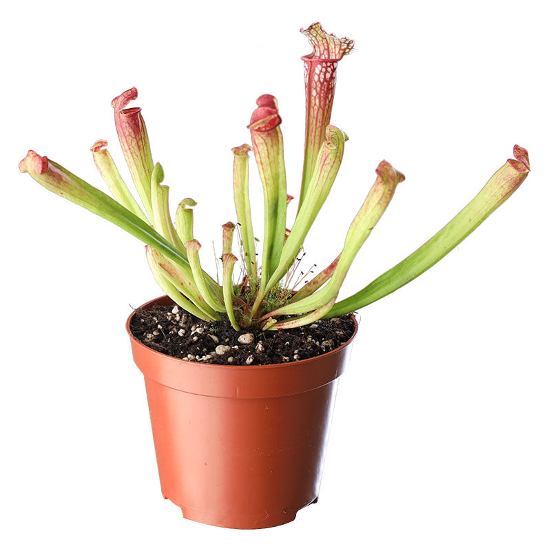 Planta carnívora Sarracenia Leucophylla (Únicamente para retiro en tienda)
