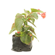 Begonia Dragon Wing (Únicamente para retiro en tienda)