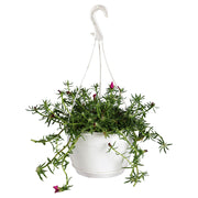 Portulaca canasta (Únicamente para retiro en tienda)