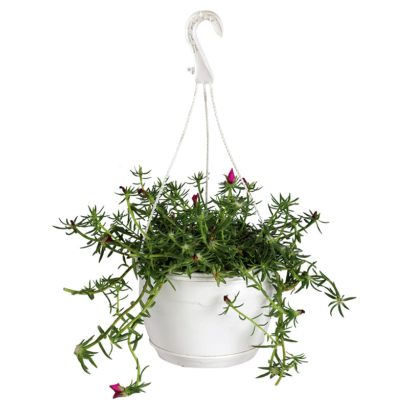 Portulaca canasta (Únicamente para retiro en tienda)