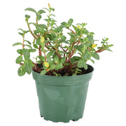 Portulaca (In-store pickup only)