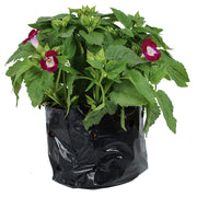 Torenia (Únicamente para retiro en tienda)