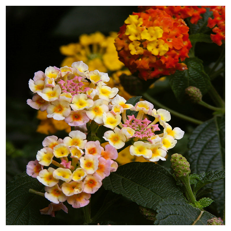 Lantana (Únicamente para retiro en tienda)