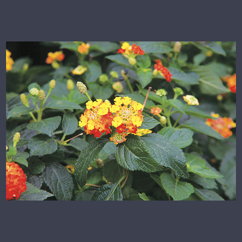 Lantana (Únicamente para retiro en tienda)