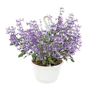 Plectranthus Mona Lavender basket (In-store pickup only)