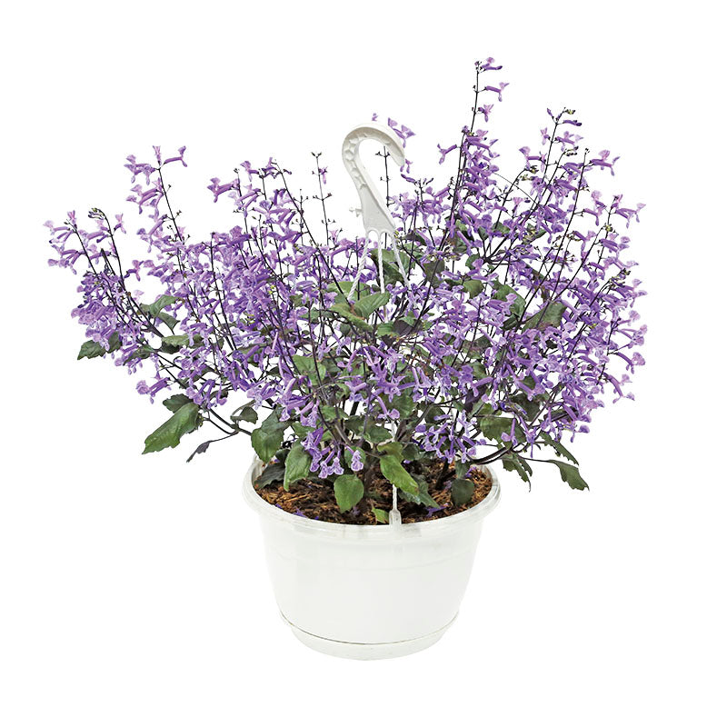 Plectranthus Mona Lavender basket (In-store pickup only)