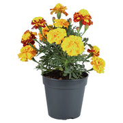 Marigold bonanza (Únicamente para retiro en tienda)