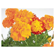 Marigold Marvel (Únicamente para retiro en tienda)