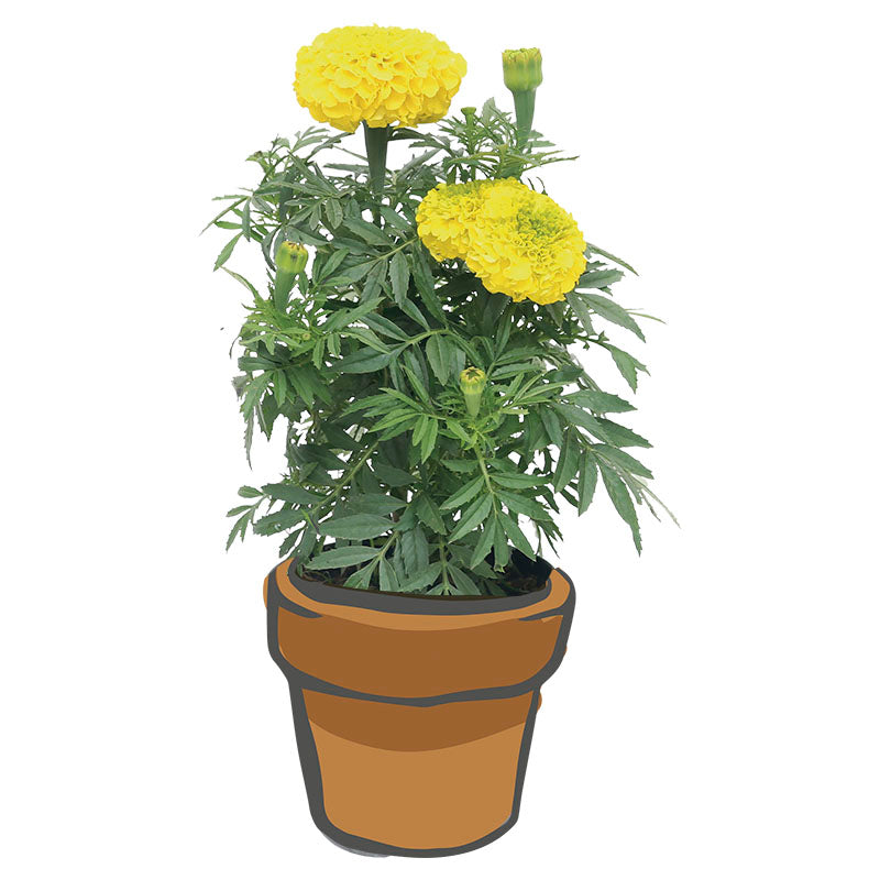 Marigold Marvel (Únicamente para retiro en tienda)