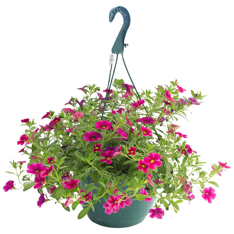 Petunia canasta (Únicamente para retiro en tienda)