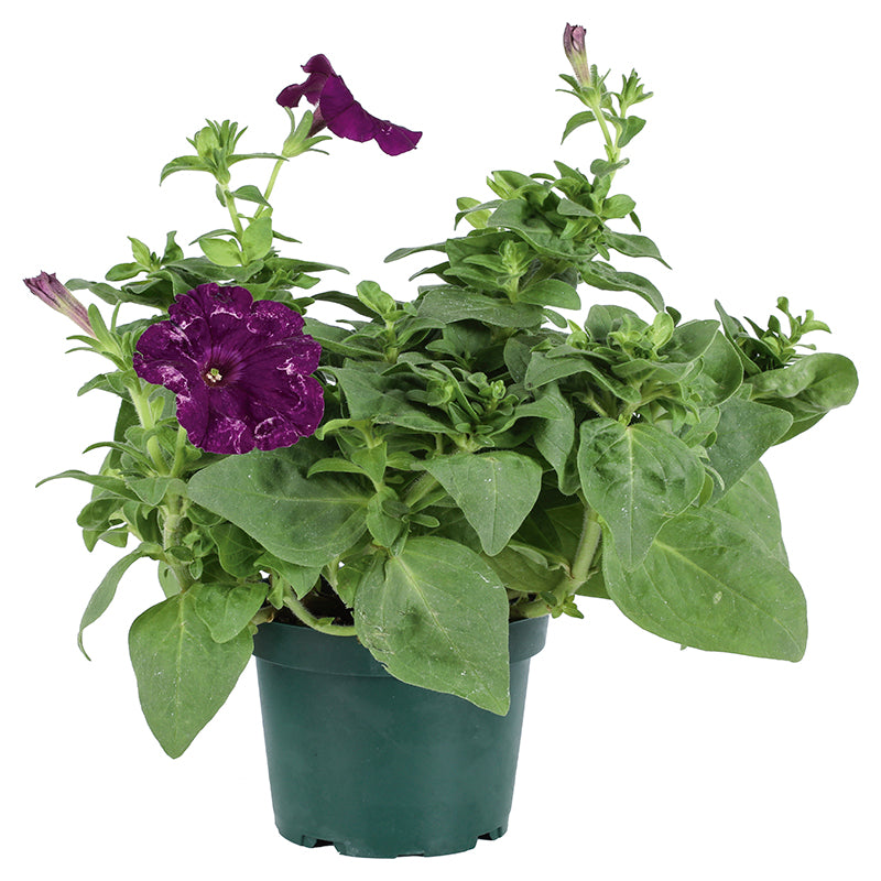 Petunia (Únicamente para retiro en tienda)