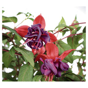 Fucsia canasta (Únicamente para retiro en tienda)