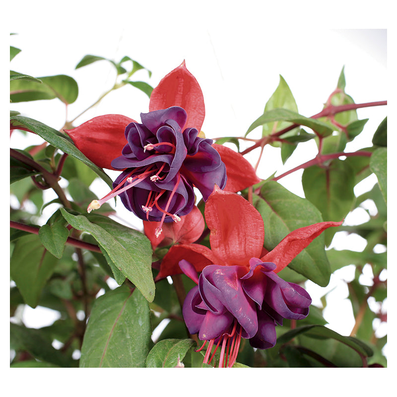 Fucsia canasta (Únicamente para retiro en tienda)
