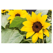 Sunflower (Store pickup only)