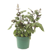 Plectranthus mona (In-store pickup only)