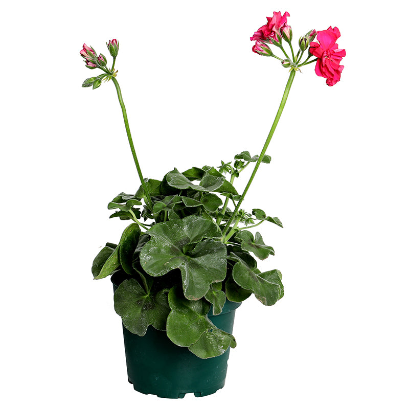 Geranio Ivy (Únicamente para retiro en tienda)