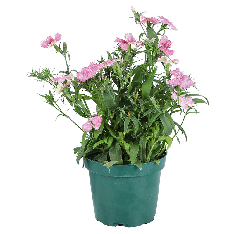 Dianthus (In-store pickup only)