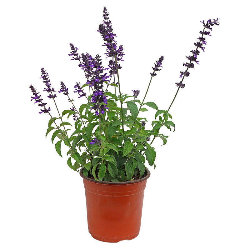Salvia Mariposa (In-store pickup only)