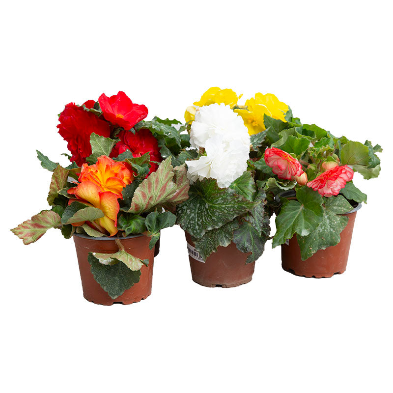 Double Begonia (In-store pickup only)