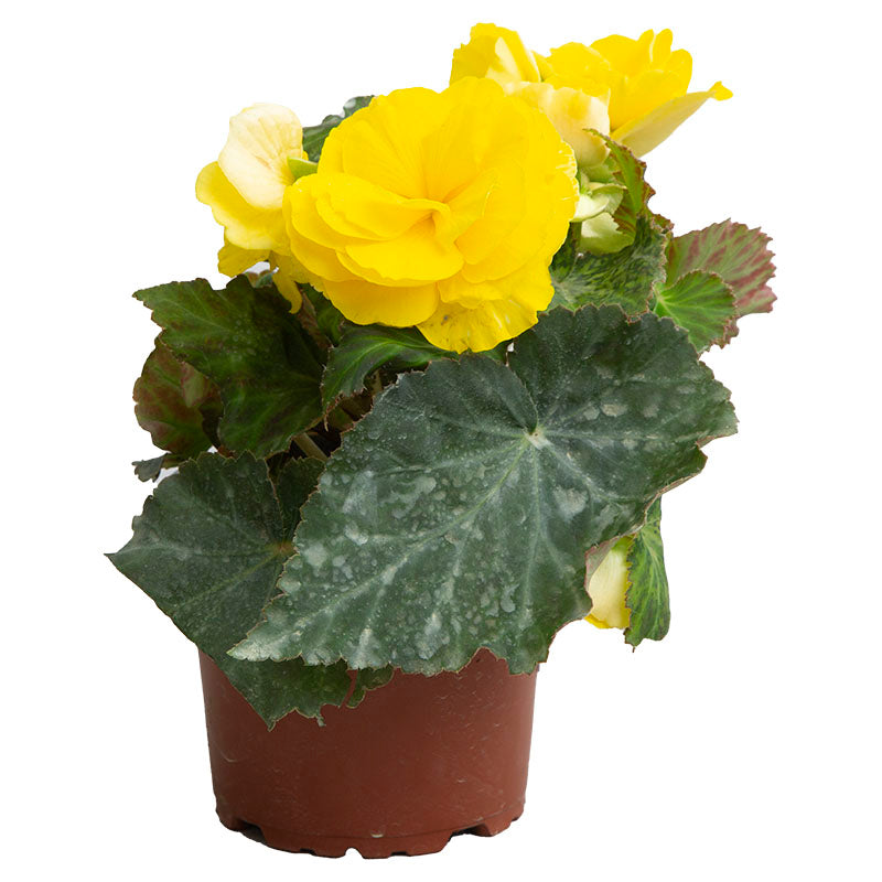 Begonia doble (Únicamente para retiro en tienda)