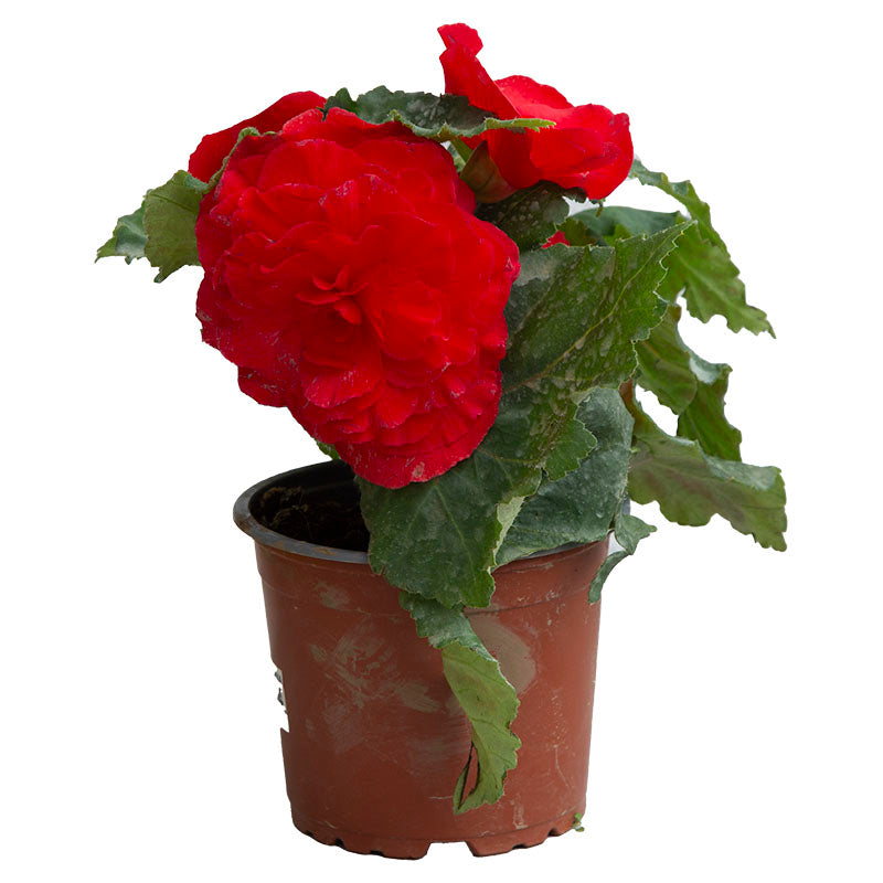 Double Begonia (In-store pickup only)