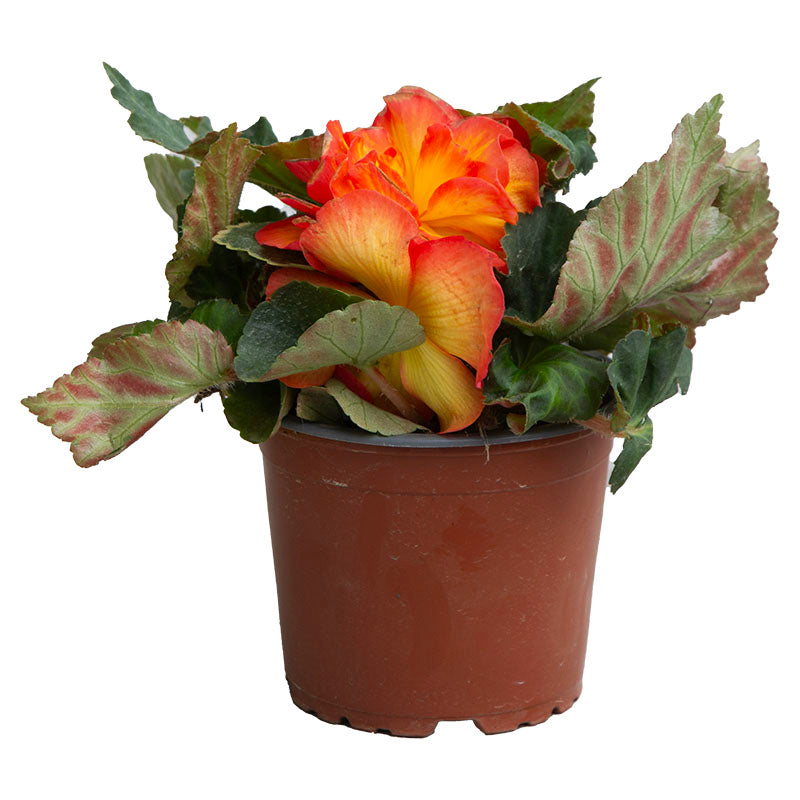 Double Begonia (In-store pickup only)