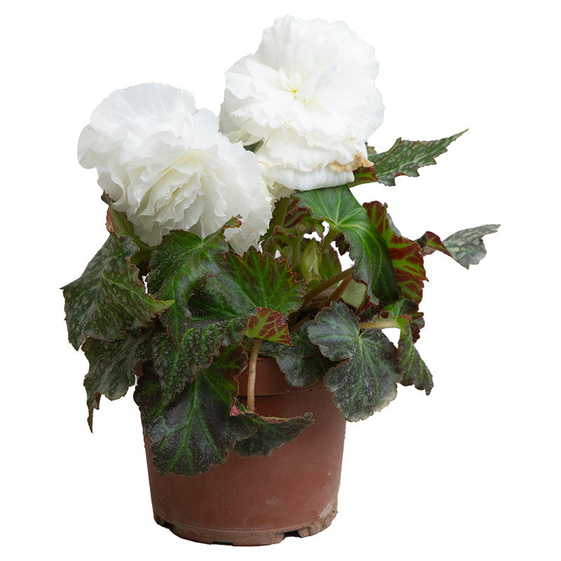 Double Begonia (In-store pickup only)