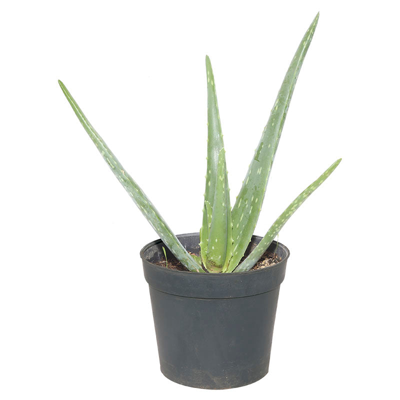 Aloe vera (In-store pickup only)